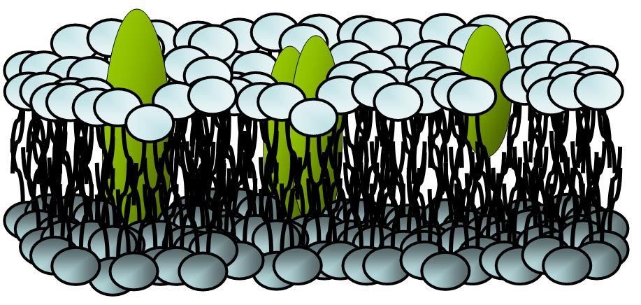 Lipid bilayer membrane illustration